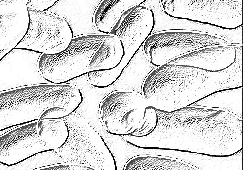 Legionella